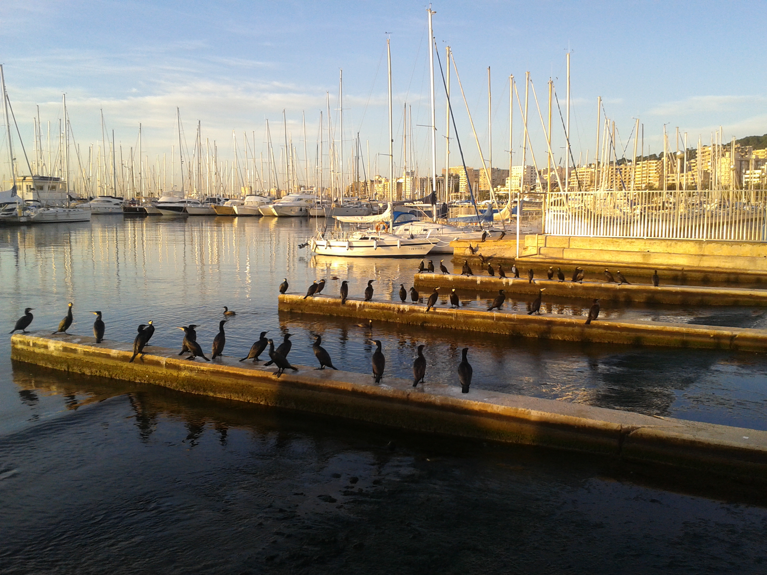 Buena calidad del agua litoral en los puertos de interés general de Baleares