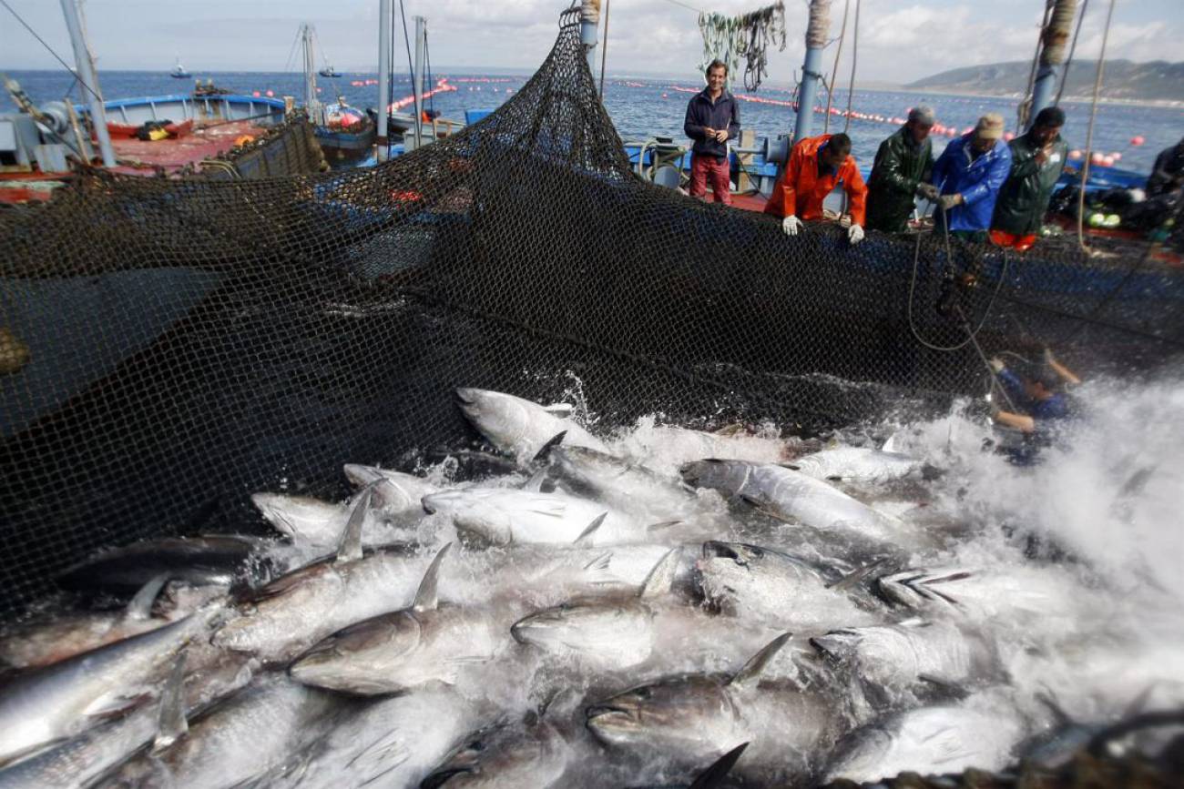 TECNOLOGÍA PARA COMBATIR LA PESCA ILEGAL