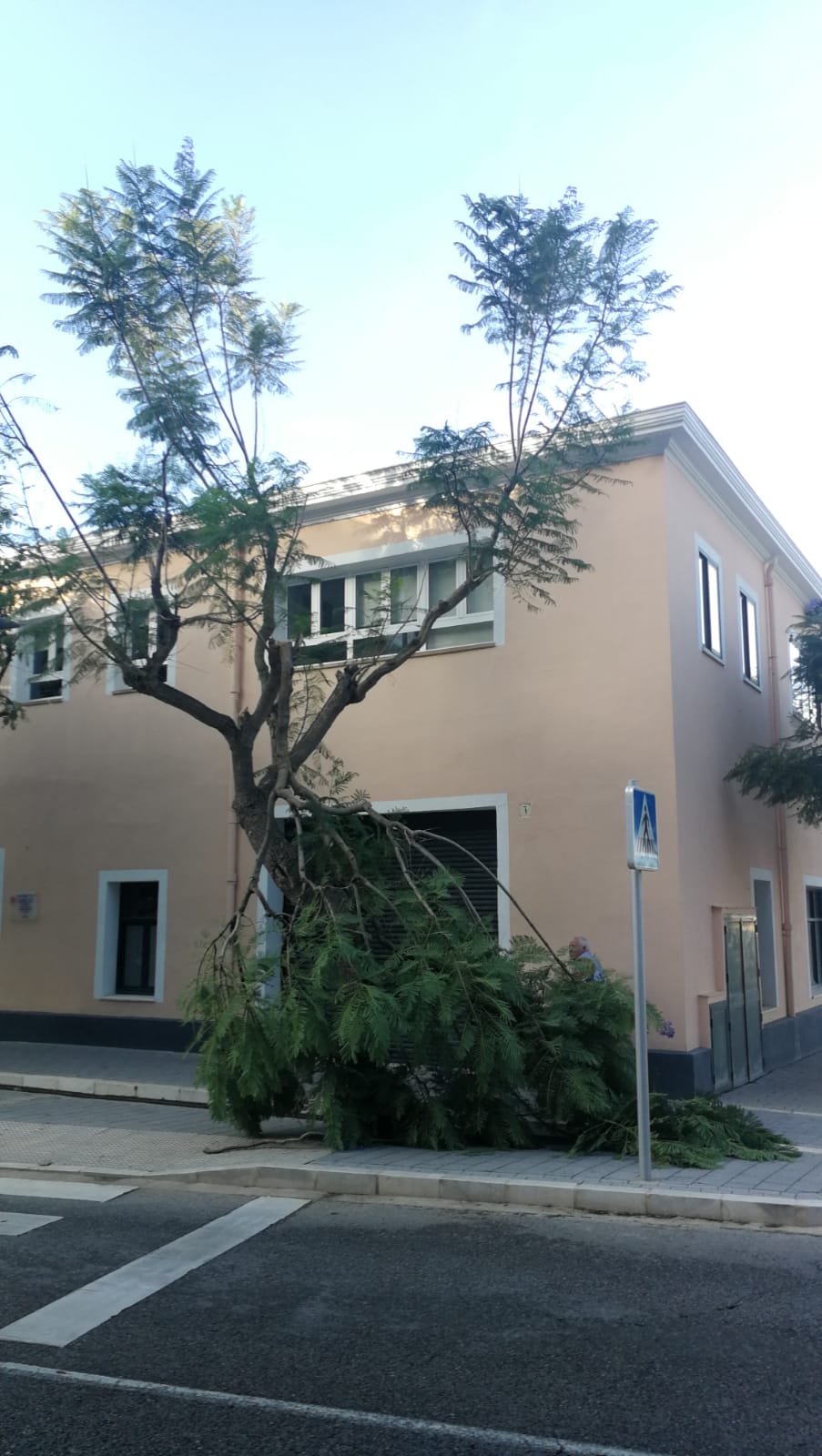 LA APB SUSTITUYE PARTE DEL ARBOLADO DEL PUERTO DE MAÓ