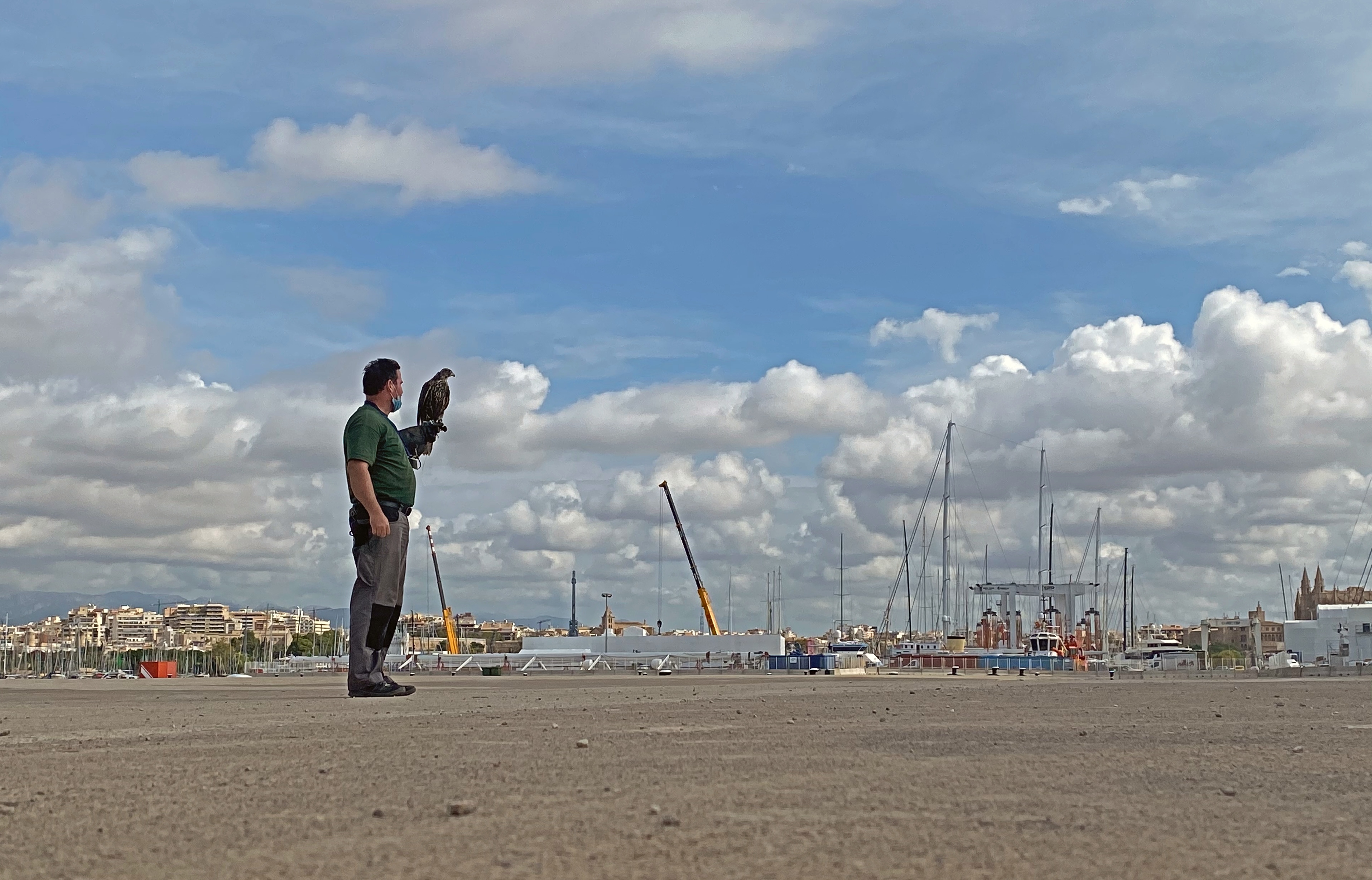 Surcando los cielos del puerto de Palma