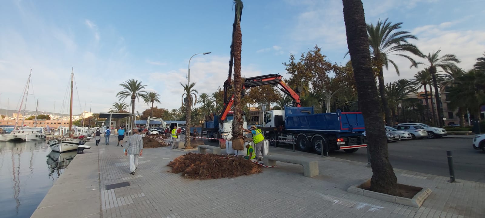 The APB has begun the replacement of palm trees representing structural risks in the Port of Palma