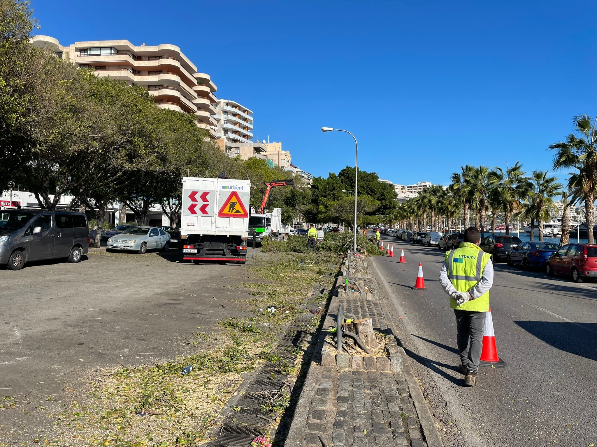 Comienza la poda y tala de árboles en el paseo Marítimo de Palma, de los cuales más de 70 serán replantados