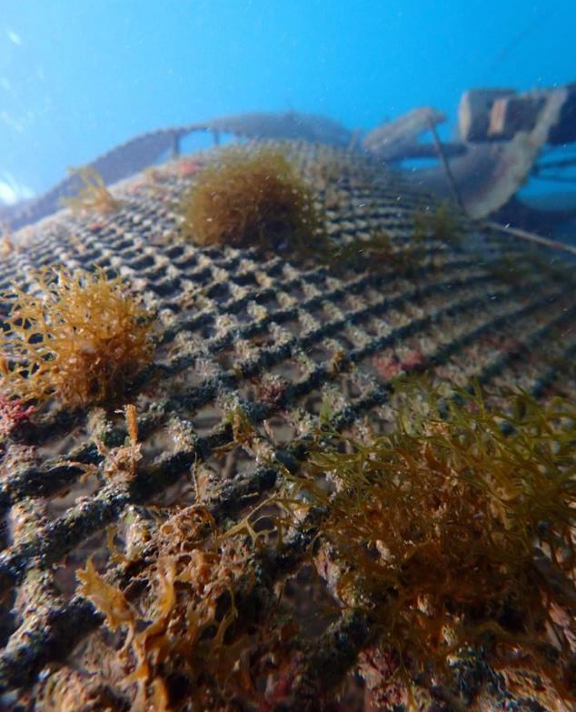 EL PROYECTO OASIS TRANSFORMARÁ ELS PORTS DE PALMA E IBIZA EN AGENTES ACTIVOS DE REGENERACIÓN DE BIODIVERSIDAD Y LUCHA CONTRA EL CAMBIO CLIMÁTICO