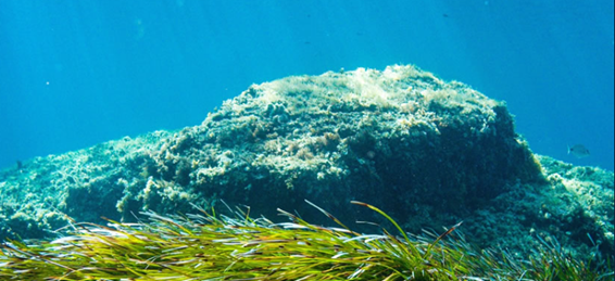 El proyecto OASIS transformará los puertos de Baleares en agentes activos de regeneración de biodiversidad y lucha contra el cambio climático