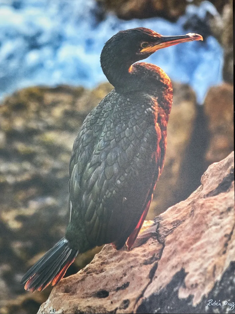 Exposició fotogràfica de la mar, del fotògraf Rubén Díaz